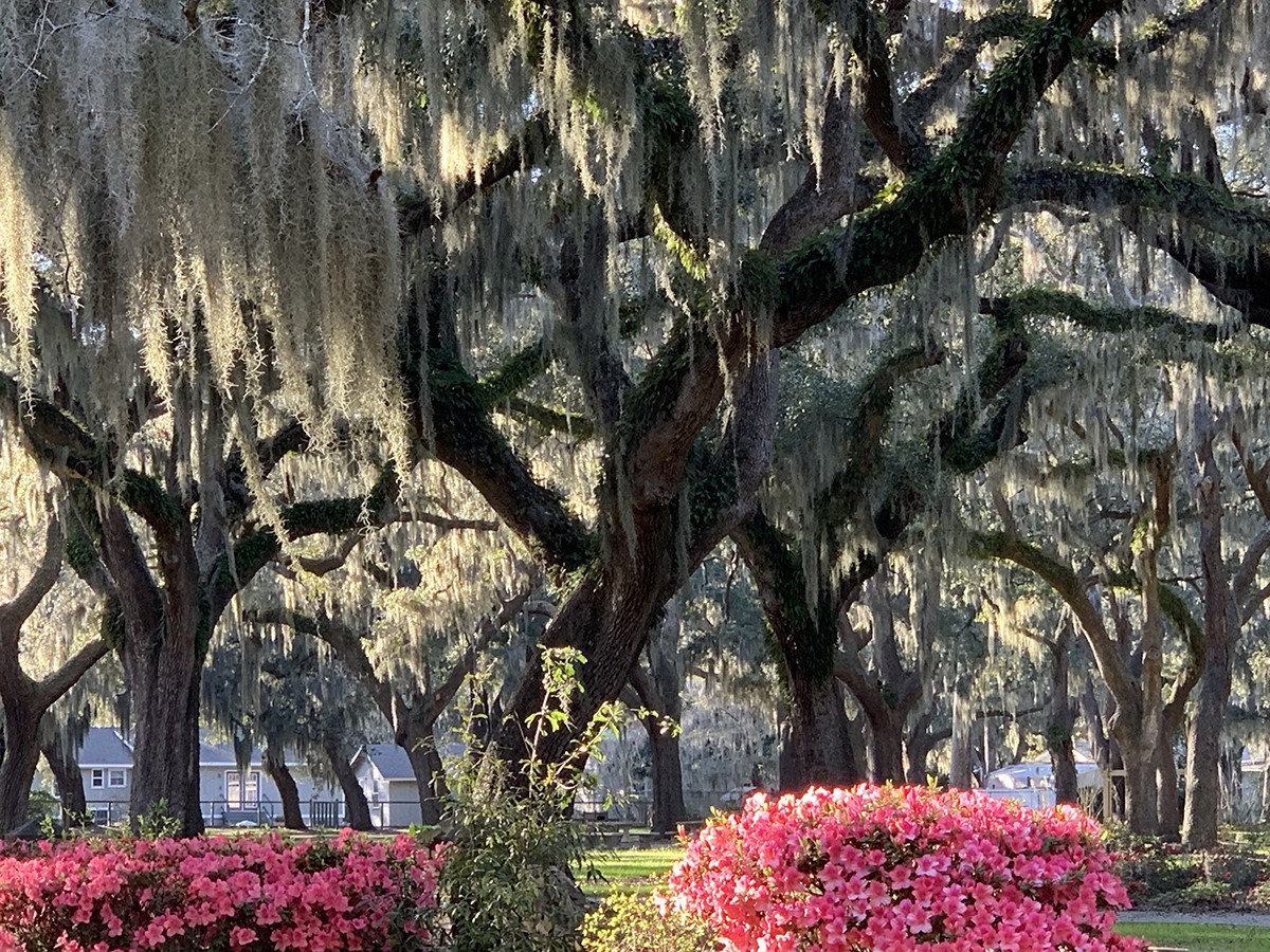 Spanish Moss Plays Role in Natural Flora and Fauna