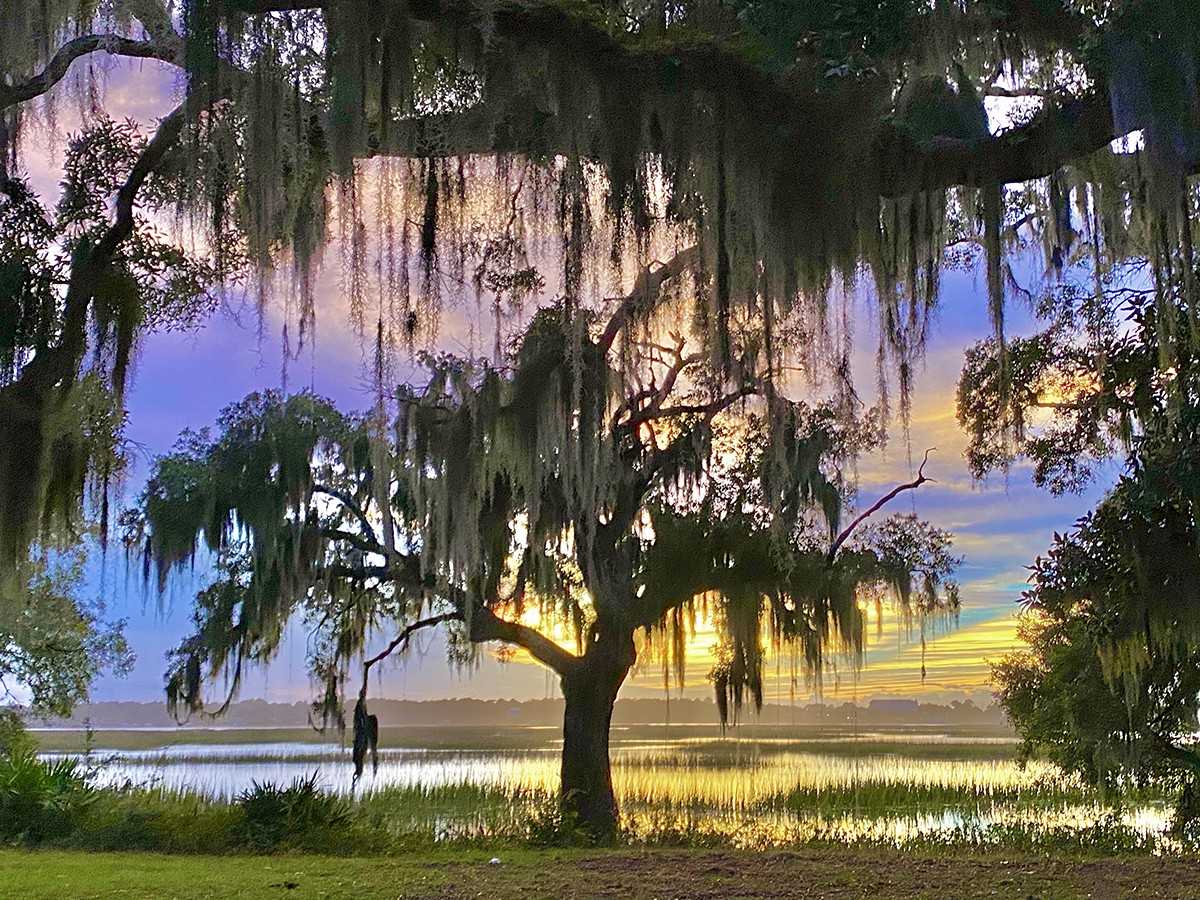 Spanish moss is iconic and popular on Lowcountry trees. But it's not for  decorating indoors., SC Climate and Environment News