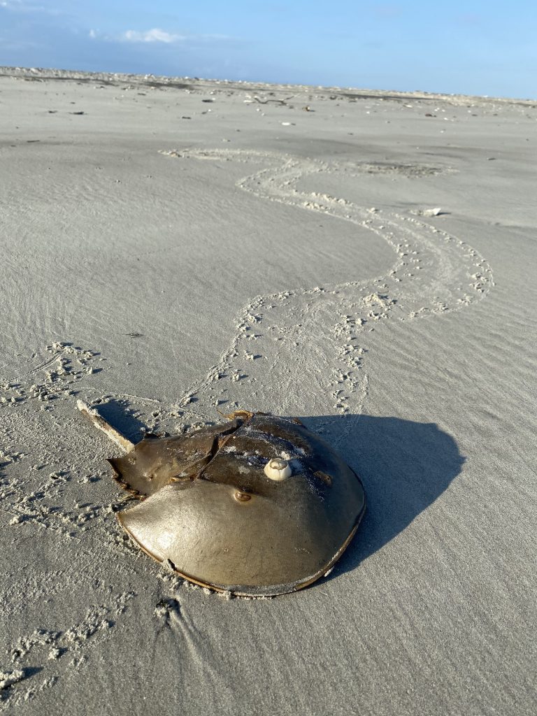 The Horseshoe Crab & The Red Knot One of Nature’s Greatest Stories