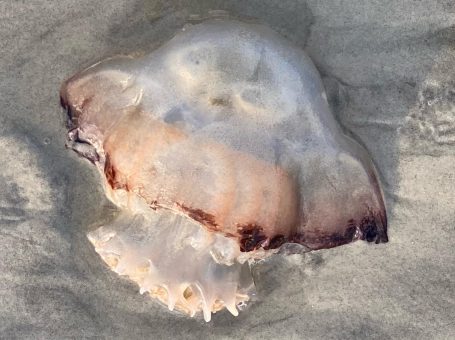 cannonball jellyfish