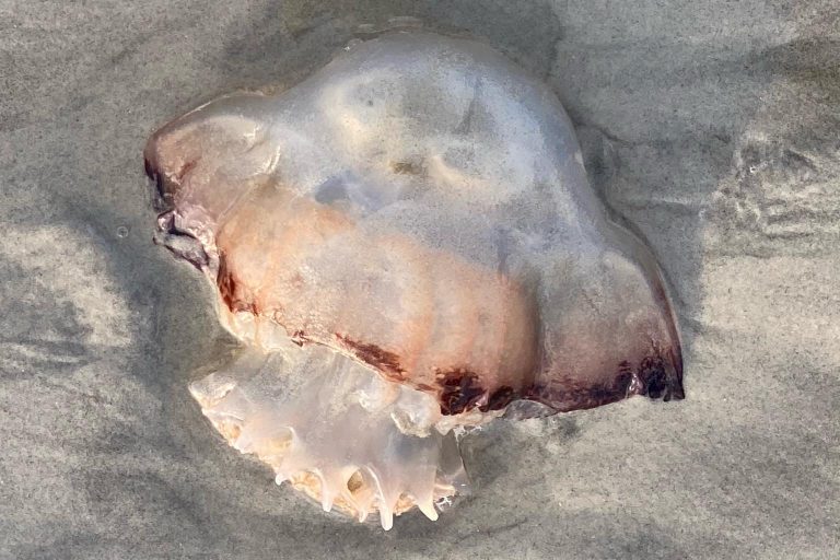 Why Are Cannonball Jellyfish Washing Up Along S.C. Coast? All The Best of Beaufort SC, Port