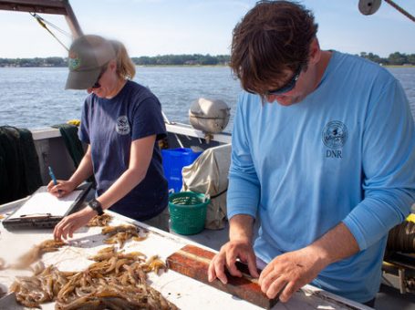 SCDNR biologists study shrimp