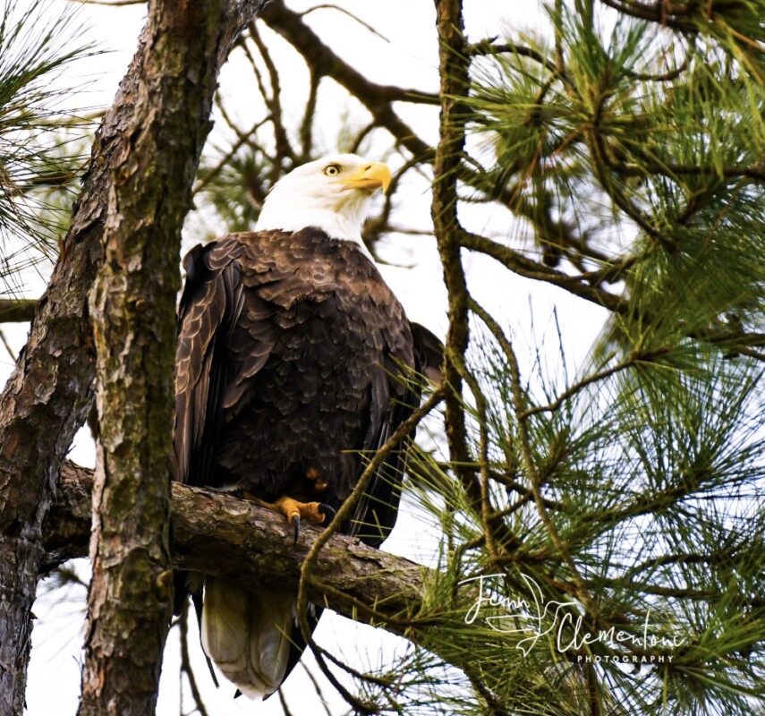 Bald Eagle spotted at Widgeon Point Preserve