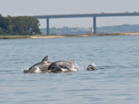 A local dolphin spotted jumping out of the water by nature photographer and 'dolphin whisperer', Susan Trogdon