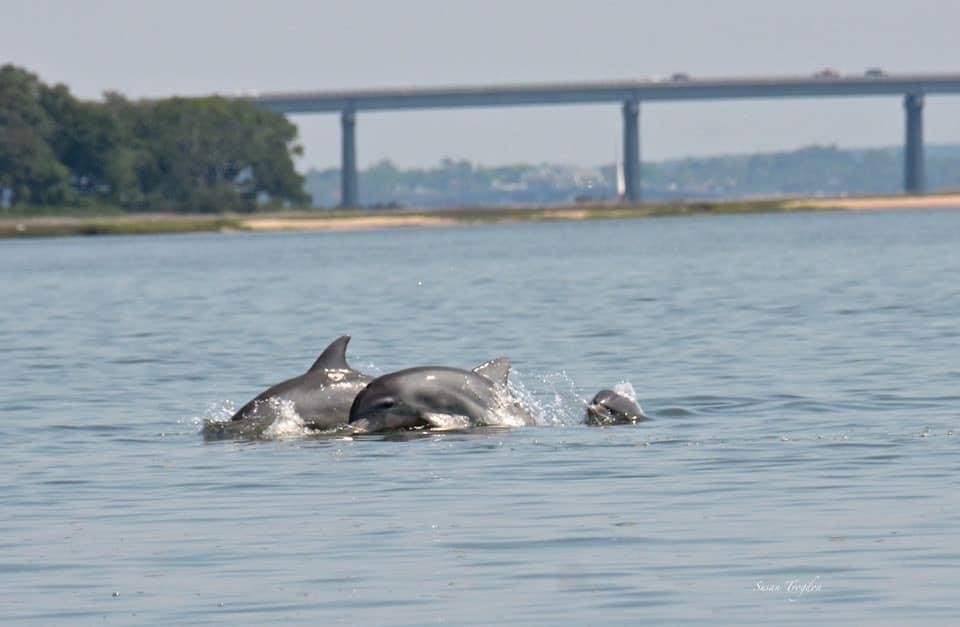 A local dolphin spotted jumping out of the water by nature photographer and 'dolphin whisperer', Susan Trogdon