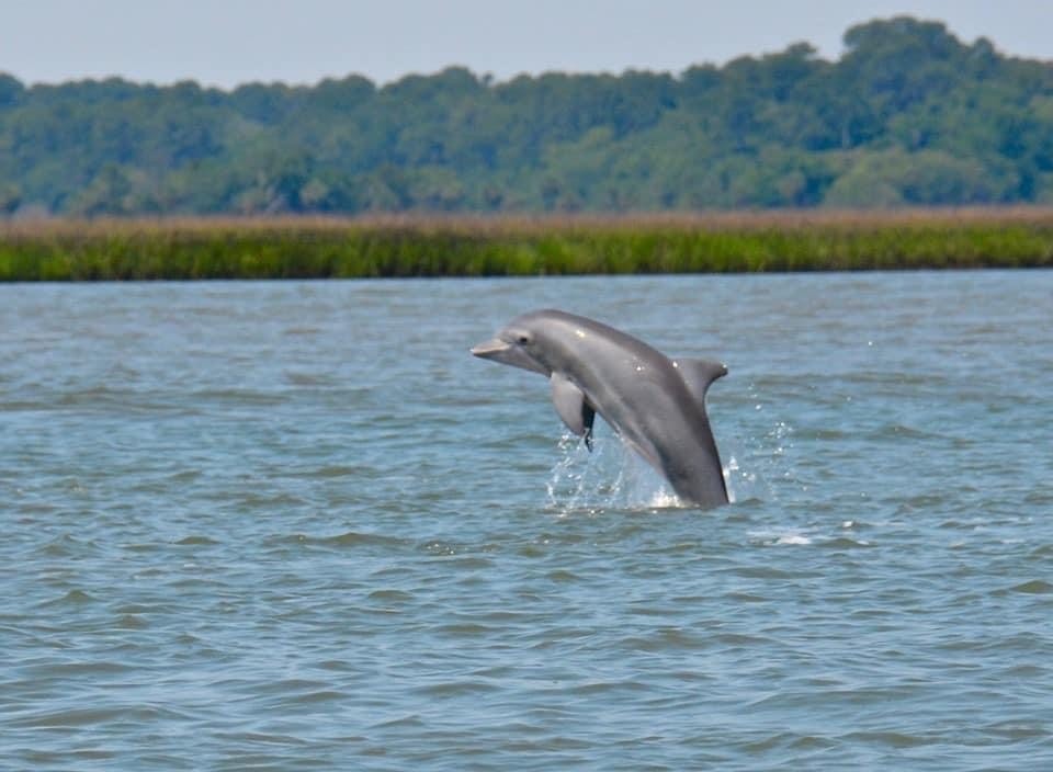 A local dolphin spotted jumping out of the water by nature photographer and 'dolphin whisperer', Susan Trogdon