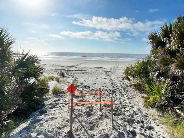 Sea Turtle Nest, Hunting Island Beach South Carolina