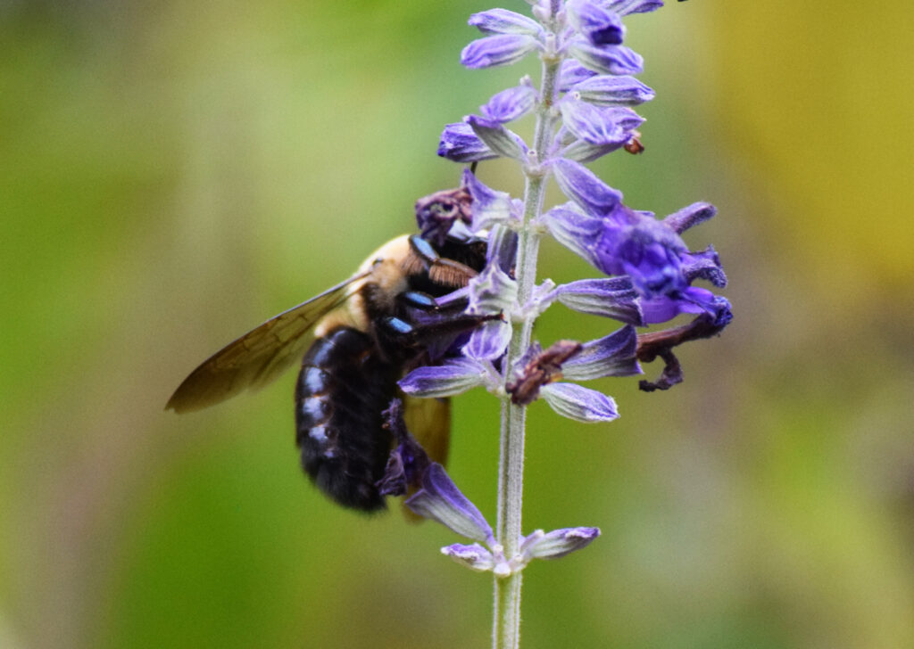 Carpenter Bee Pollinator on Flower in Beaufort, South Carolina