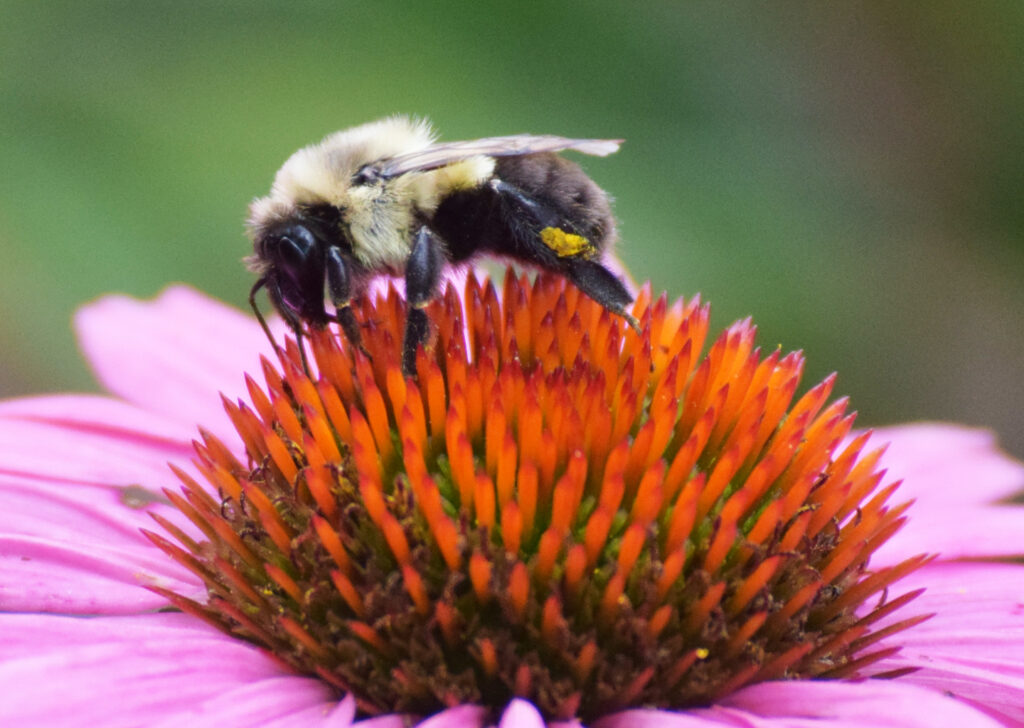 Carpenter Bee Pollinator on Flower in Beaufort, South Carolina
