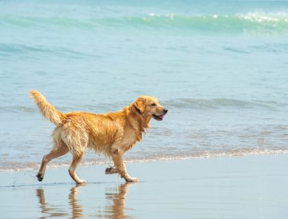 Happy Labrador Retriever playing at the beach